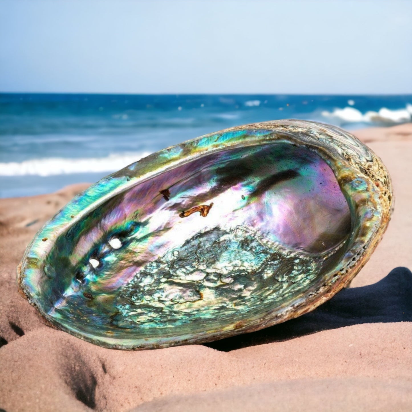 Green Abalone Sea Shell